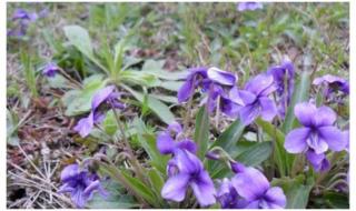 什么花是紫色的脑筋急转弯 开紫色花的植物